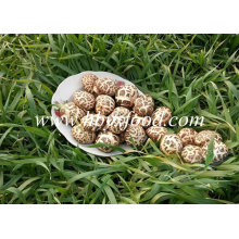 Dried Flower Shiitake Mushroom Factory